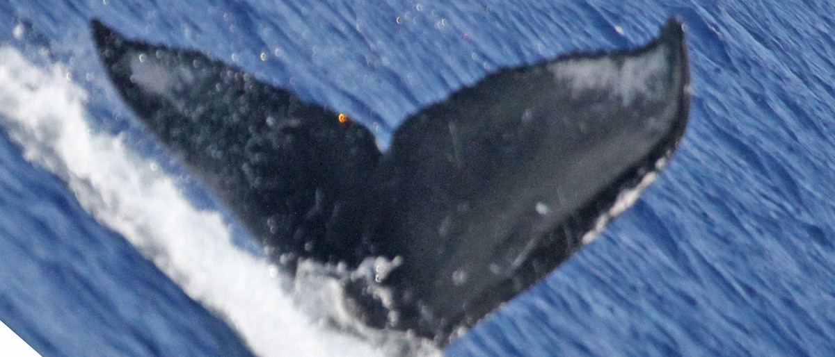 Fluke of PWF-NP_0981