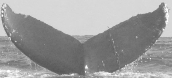 Fluke of CRC-10651