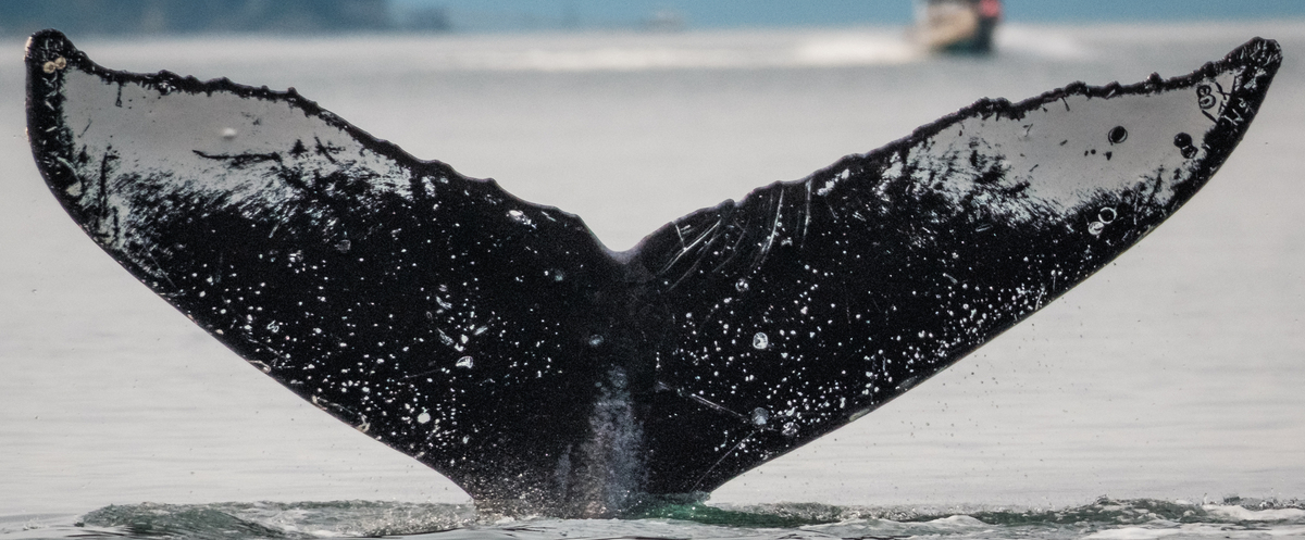Fluke of Kelp (Juneau)