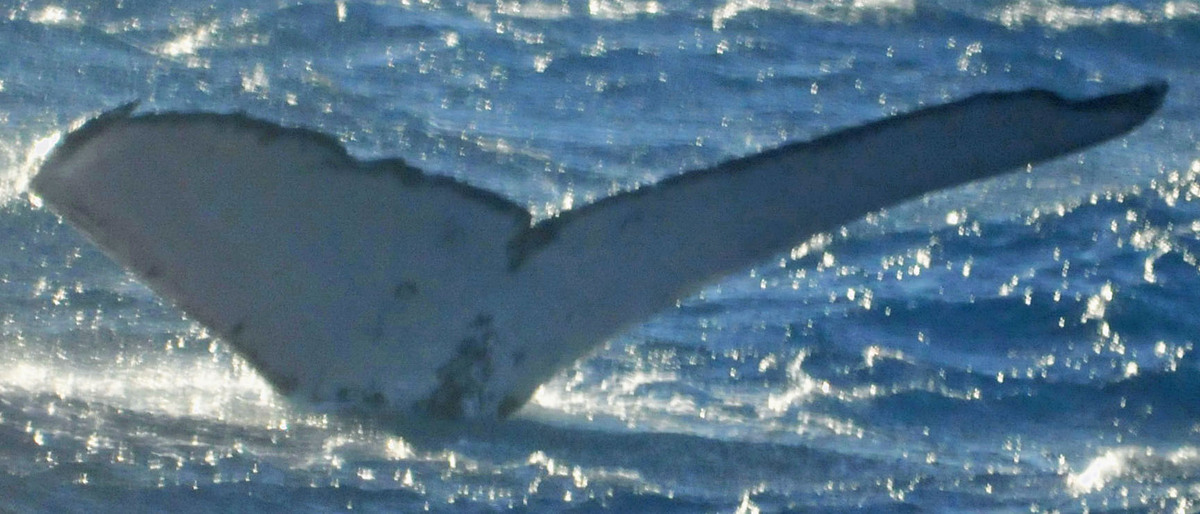 Fluke of SEAK-1860