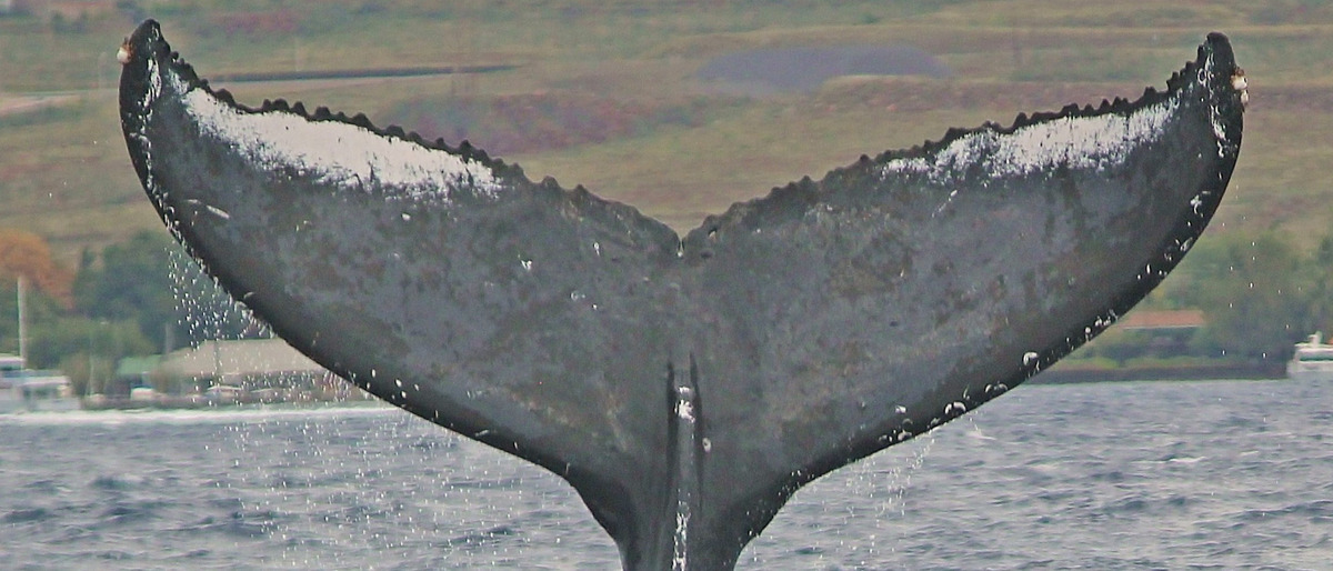 Fluke of Kilikina Mae (Hawaii)