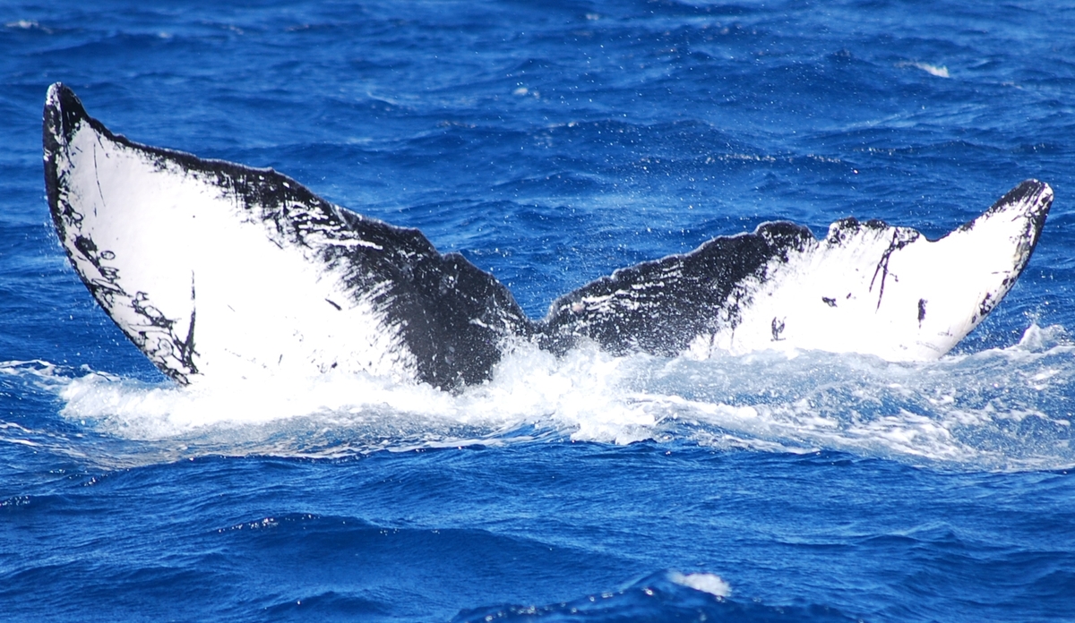 Fluke of PWF-NP_1058