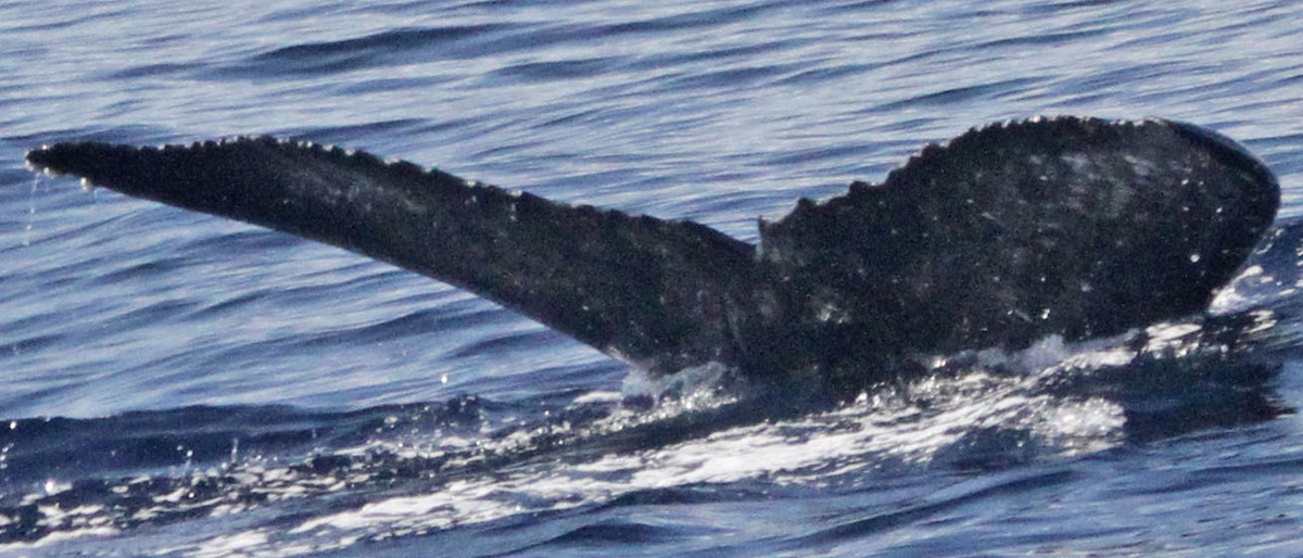 Fluke of SEAK-5250