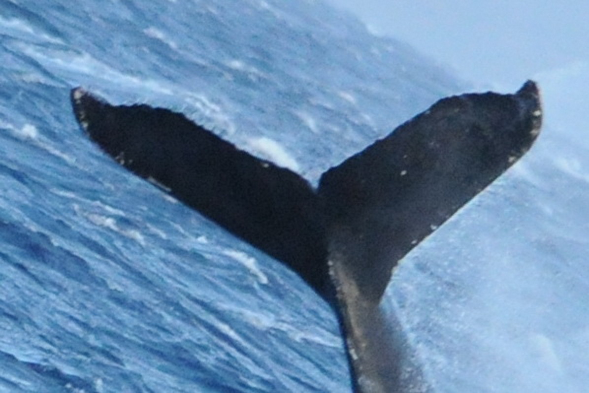 Fluke of GWAK-P220