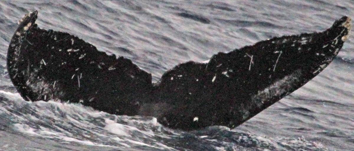 Fluke of SEAK-5123