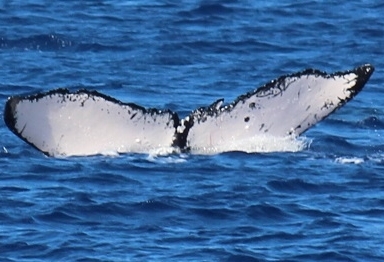 Fluke of Grandpa Cookie (Alaska)