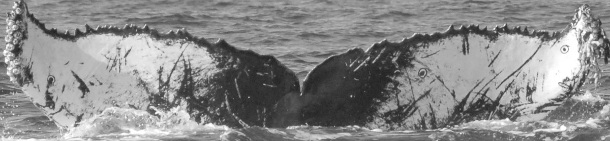 Fluke of CRC-15004