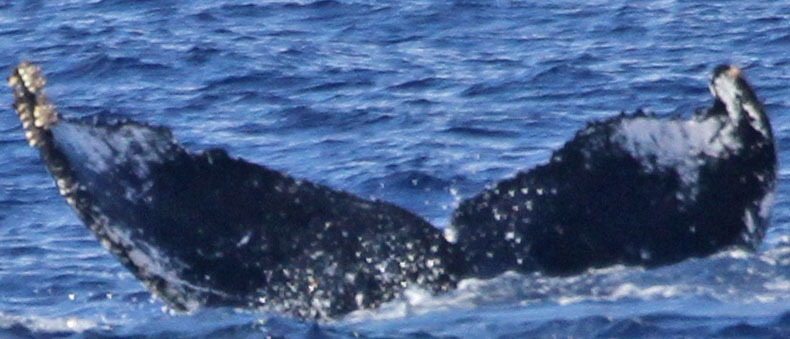 Fluke of PWF-NP_1151