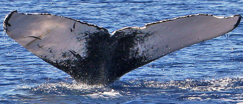 Fluke of PWF-NP_1136