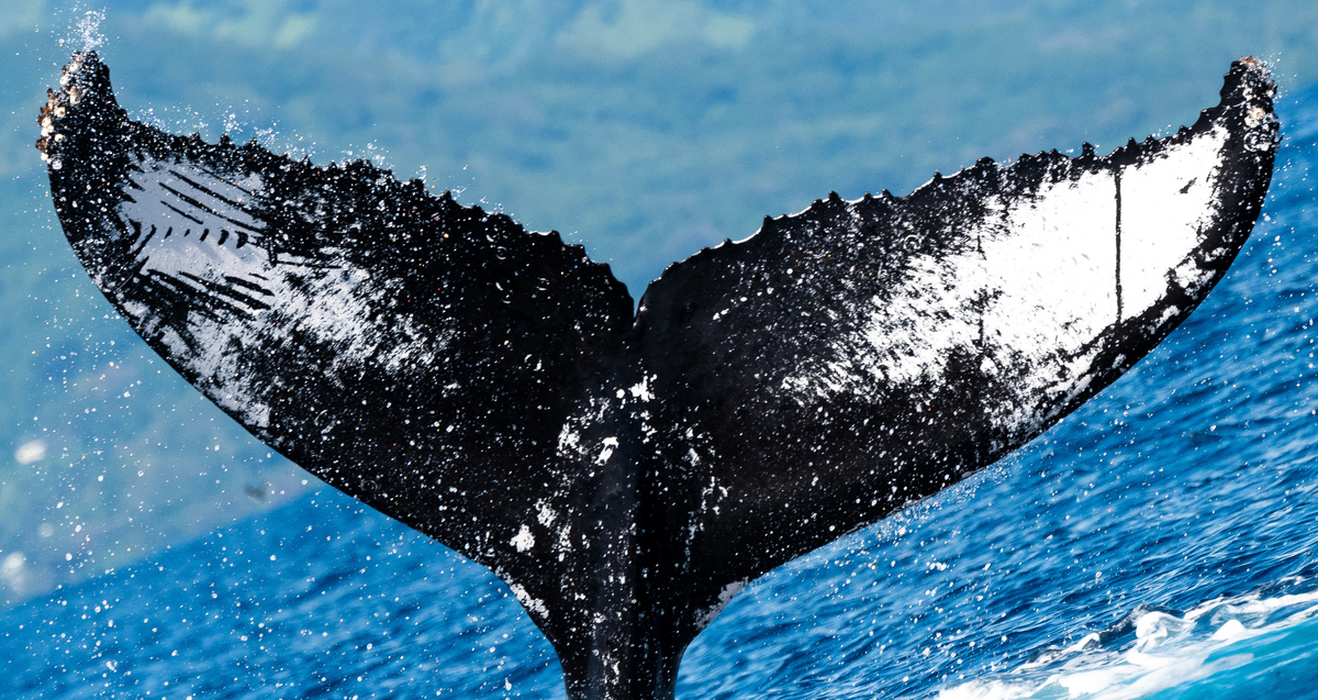 Fluke of RJKahuna (Hawaii)