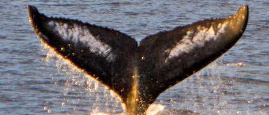 Fluke of Socrates Whiskers (SE Alaska)