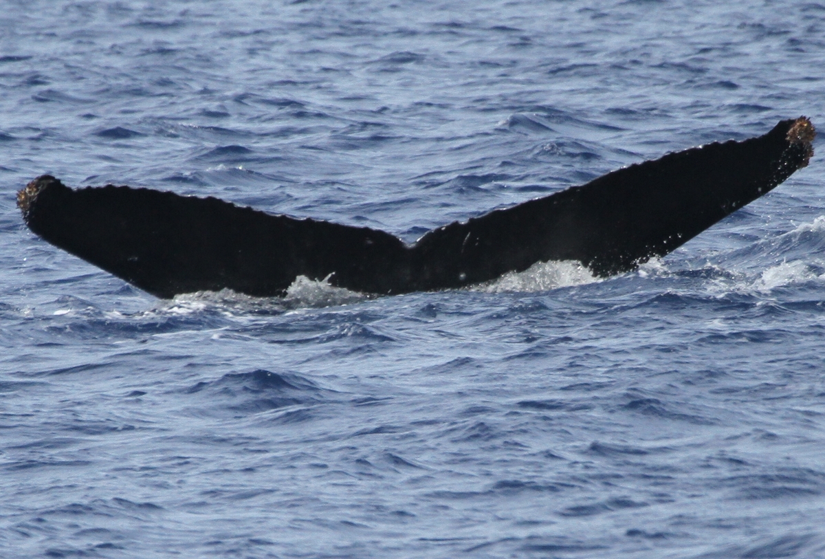 Fluke of PWF-NP_1115