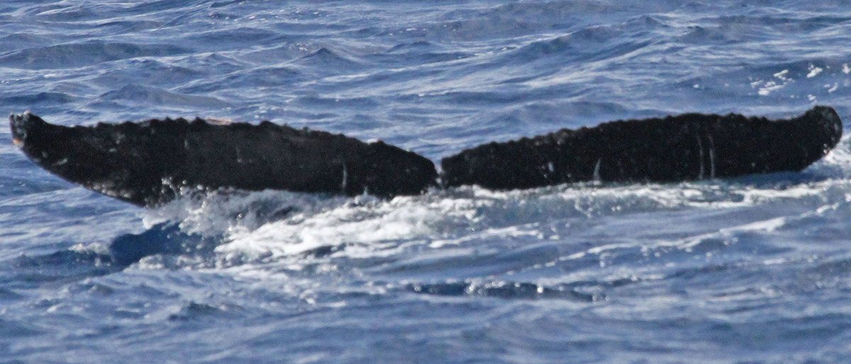 Fluke of PWF-NP_1091