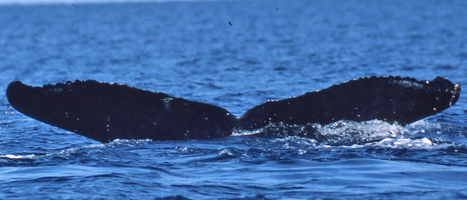 Fluke of Mathew (FS)
