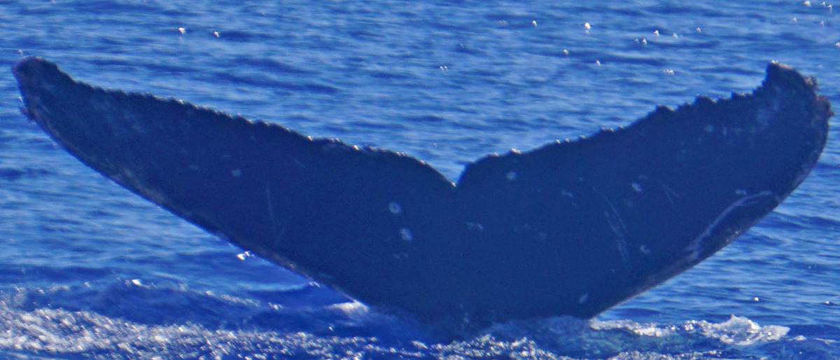 Fluke of Towers (Salish Sea)