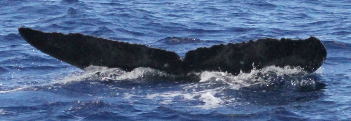 Fluke of PWF-NP_1232