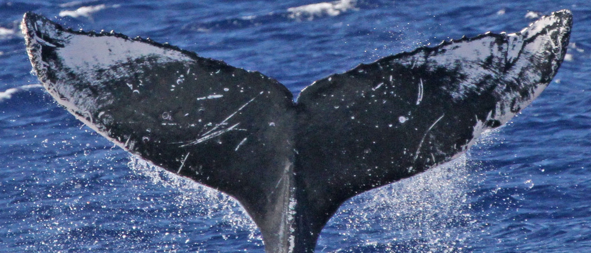 Fluke of PWF-NP_1228