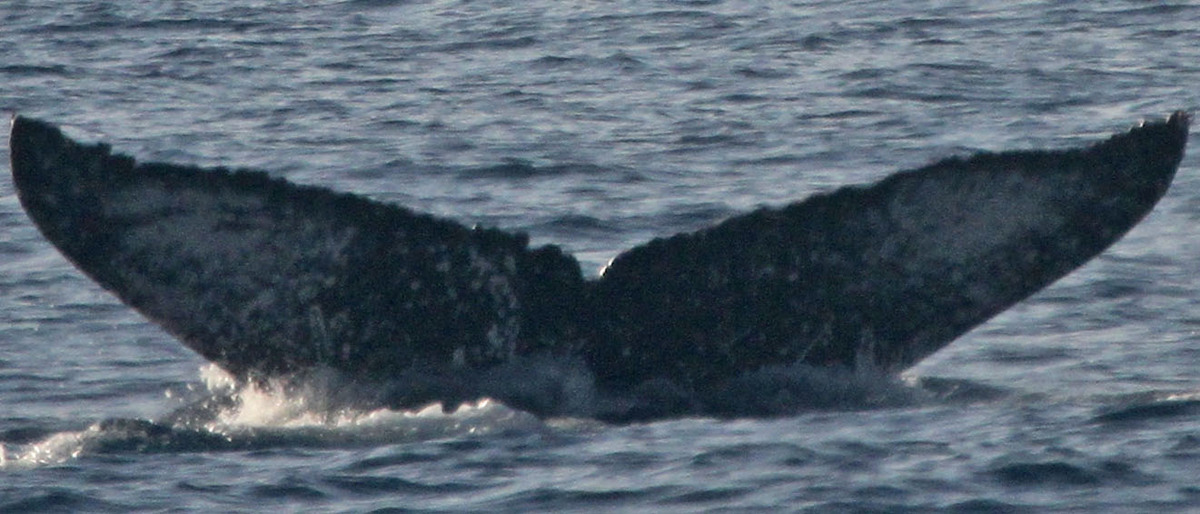 Fluke of PWF-NP_1261