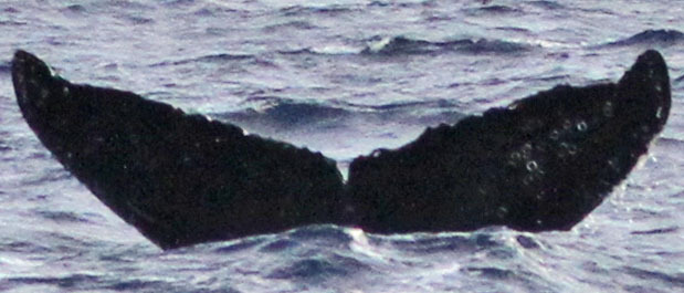 Fluke of струбцина (RCHP)