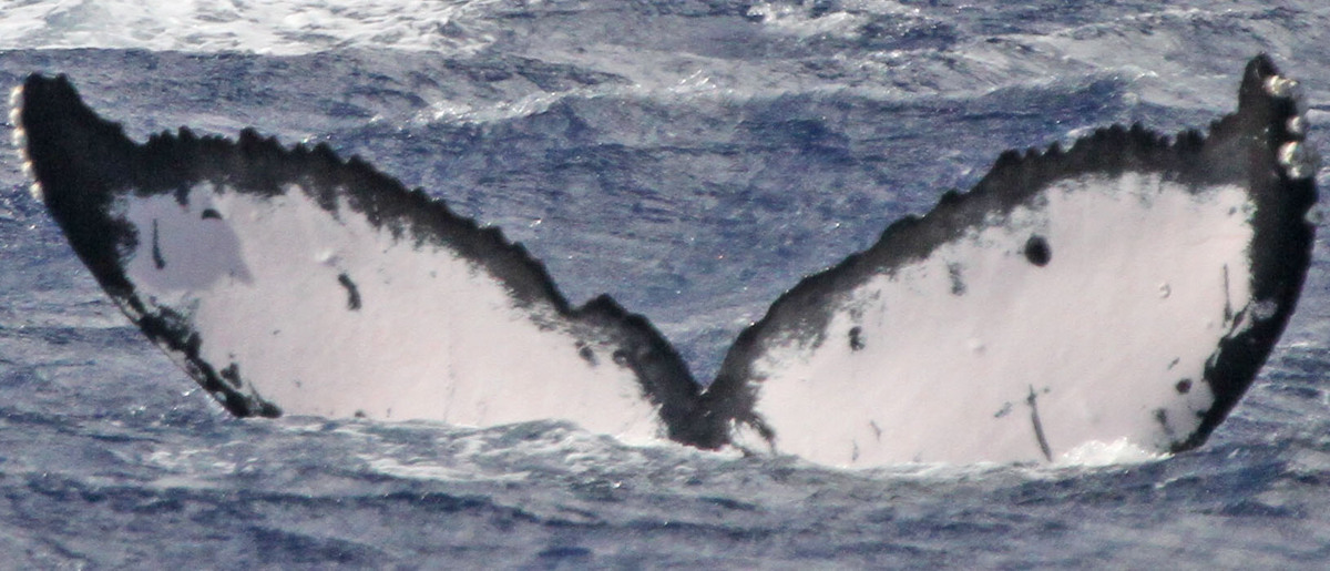 Fluke of PWF-NP_1230