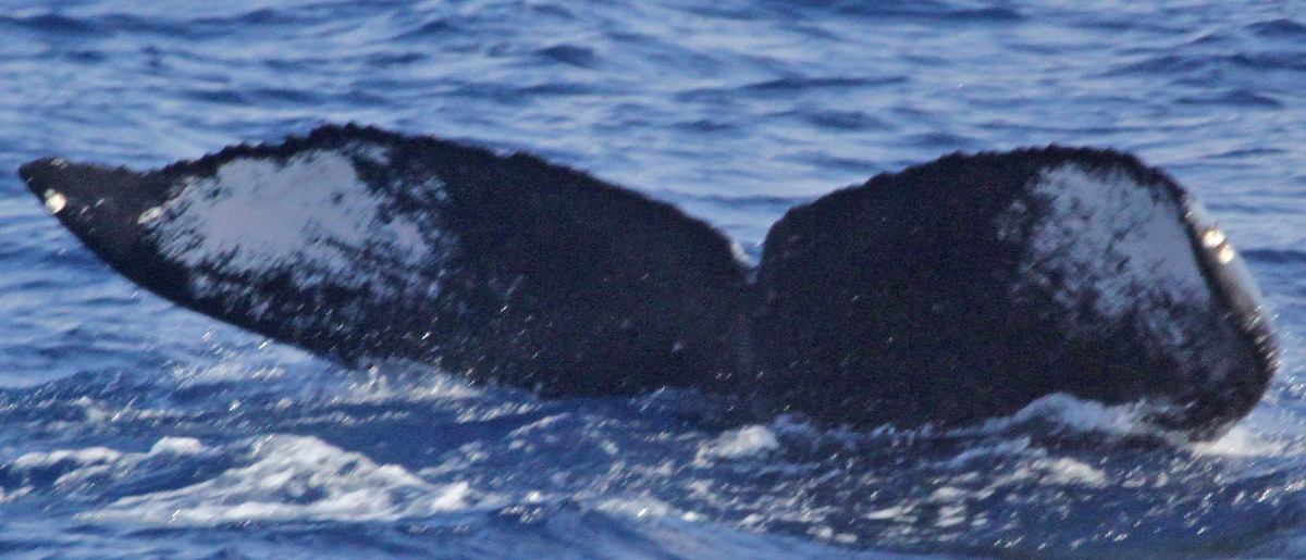 Fluke of PWF-NP_1266