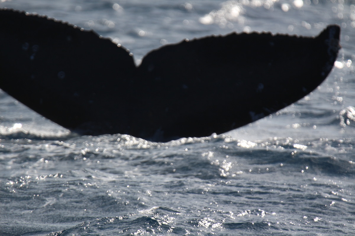 Fluke of PWF-NP_1254