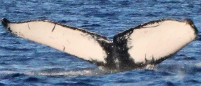 Fluke of PWF-NP_1294