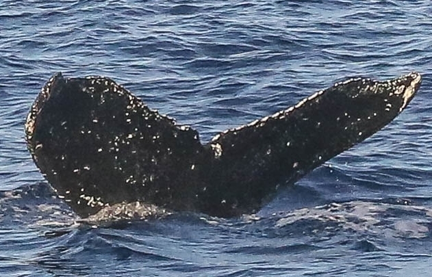 Fluke of anty (RCHP)