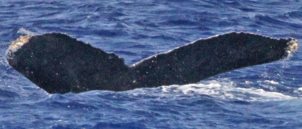 Fluke of Conning (BC)