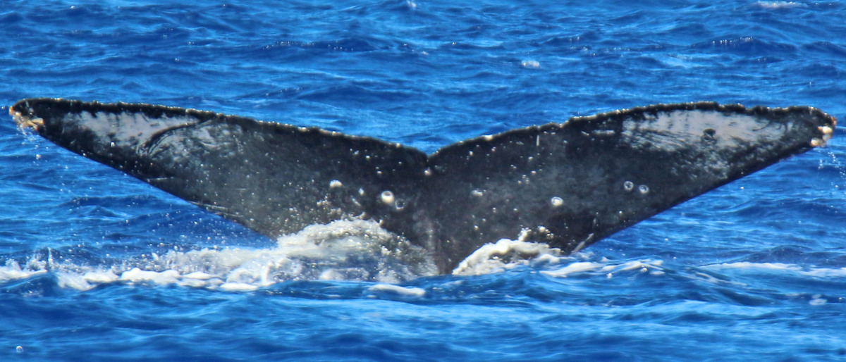 Fluke of PWF-NP_1203