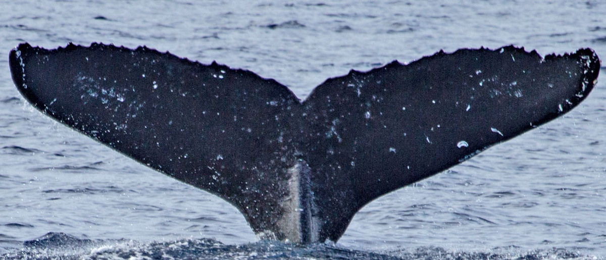 Fluke of PWF-NP_1236