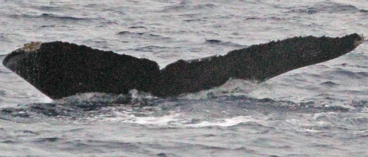 Fluke of SEAK-2397