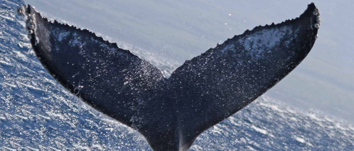 Fluke of PWF-NP_1289