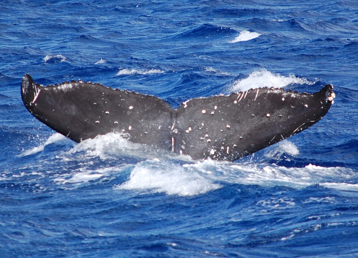 Fluke of SEAK-5379