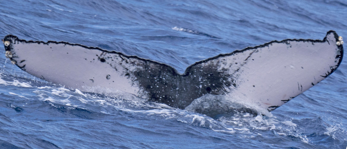 Fluke of SEAK-5206