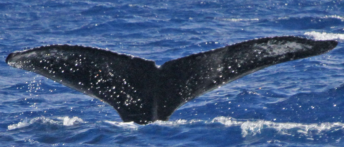 Fluke of PWF-NP_1234