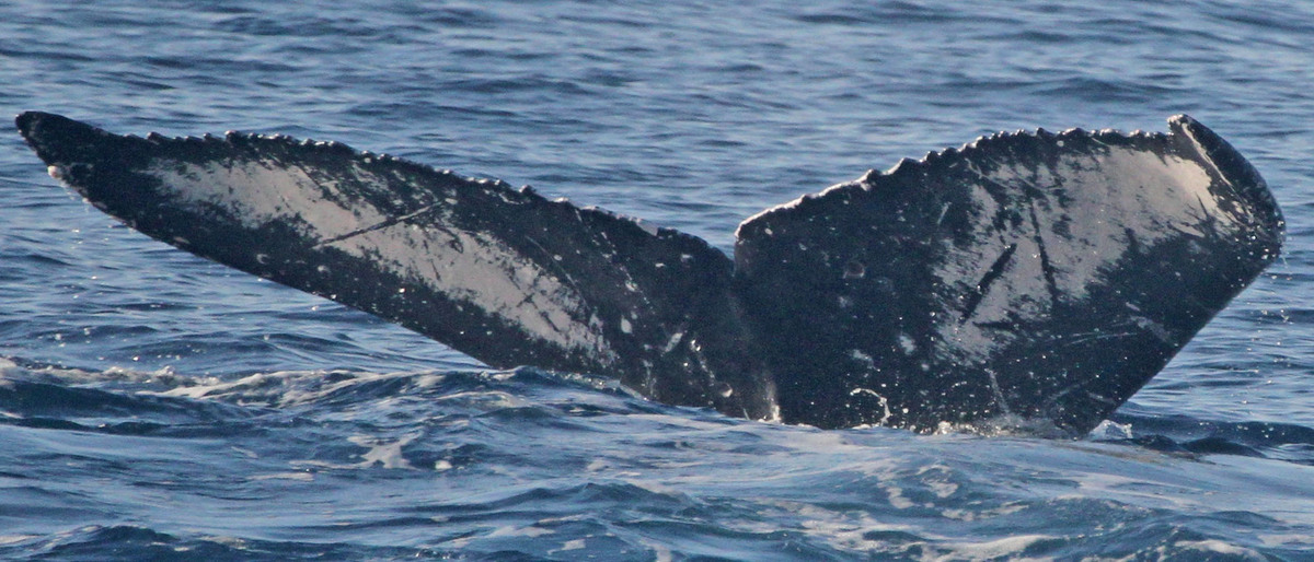 Fluke of BCZ0356