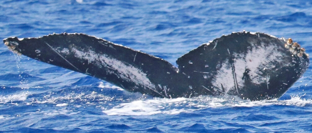 Fluke of BCY0414