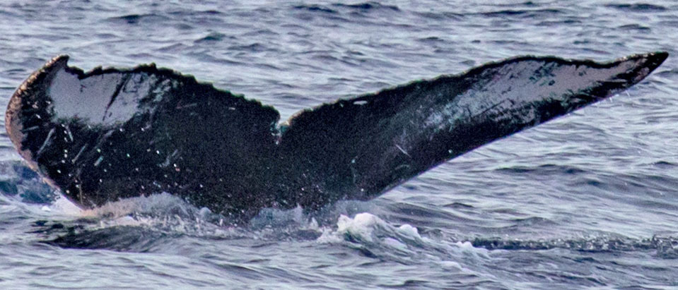 Fluke of PWF-NP_1325