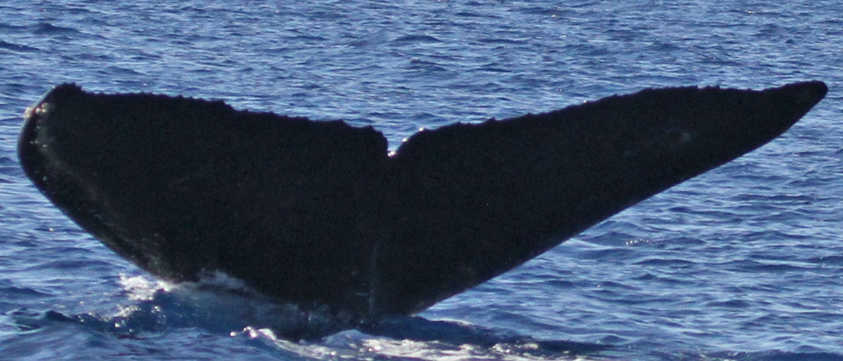 Fluke of PWF-NP_1313