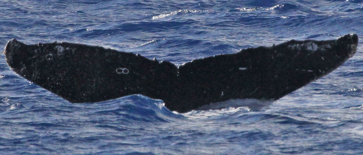Fluke of SEAK-5361