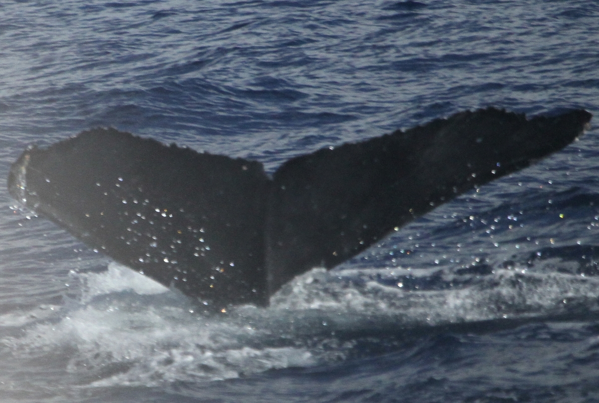 Fluke of PWF-NP_1416