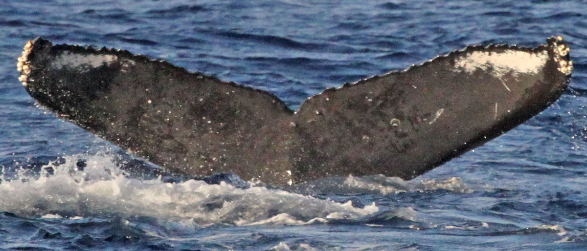 Fluke of PWF-NP_1335