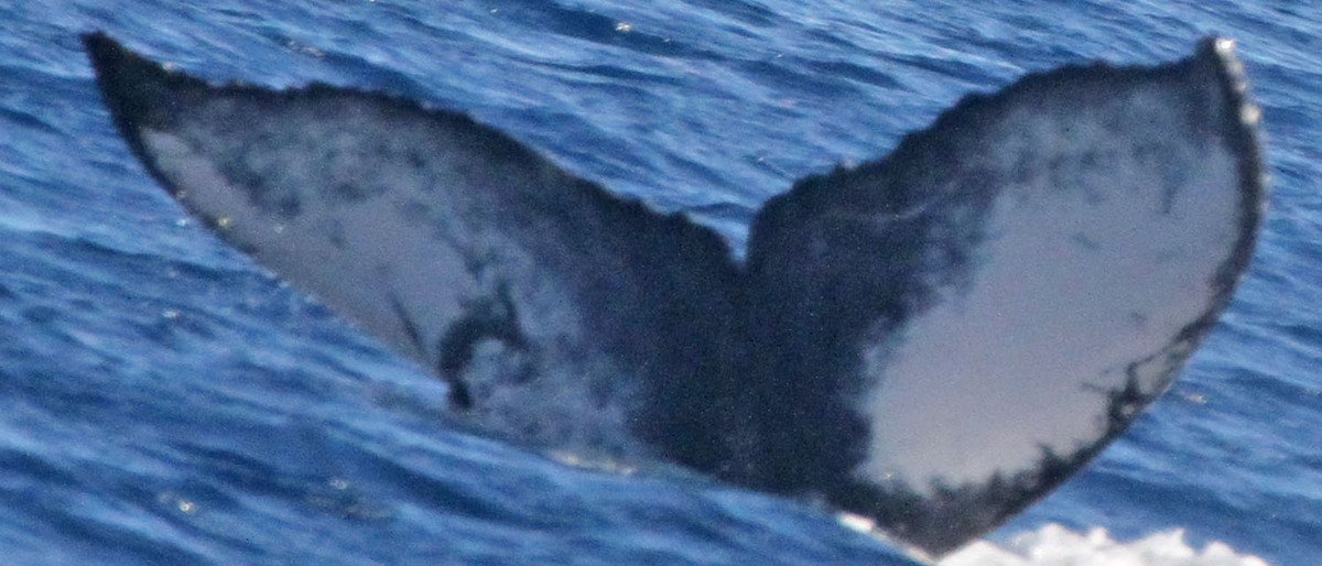Fluke of PWF-NP_1376
