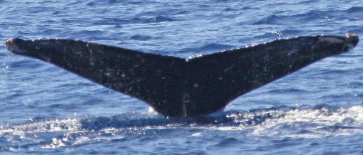 Fluke of PWF-NP_1312