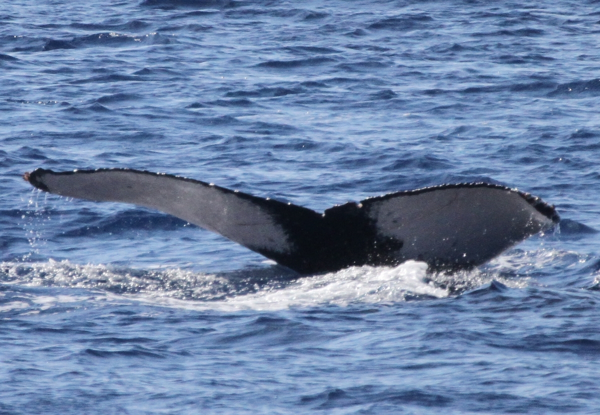 Fluke of PWF-NP_1308