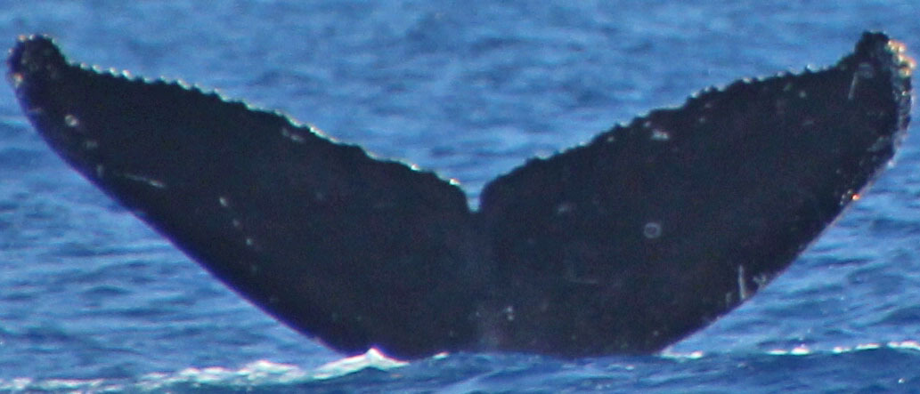 Fluke of Loner (BC)