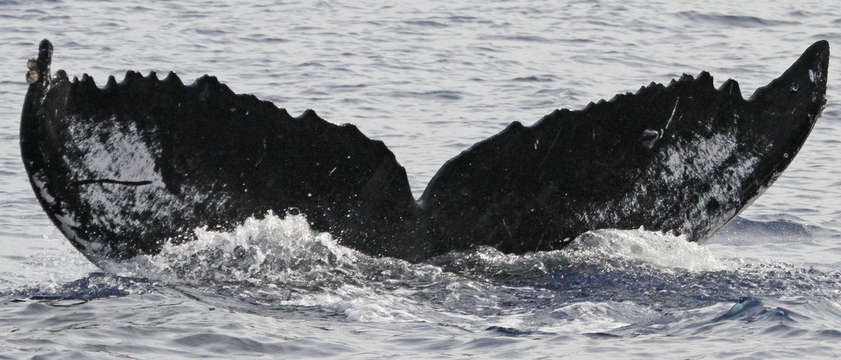 Fluke of Westerly (Salish Sea)