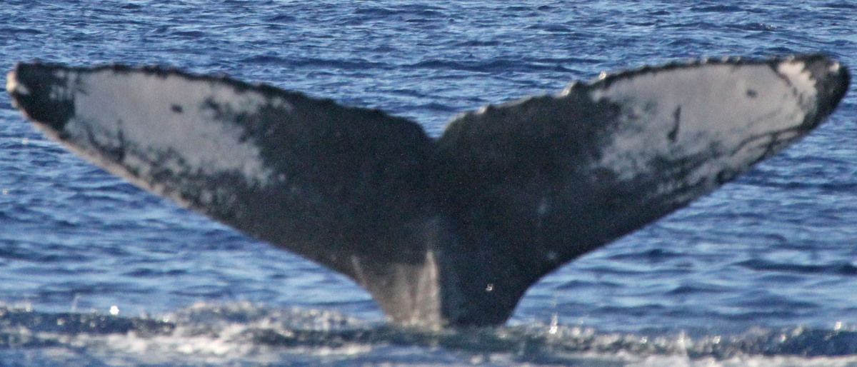 Fluke of PWF-NP_1310