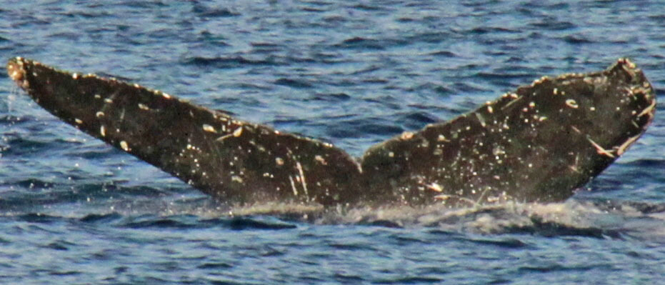 Fluke of PWF-NP_1386